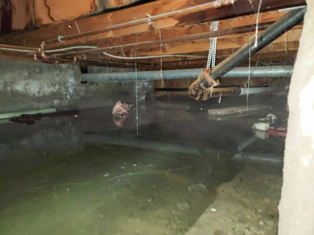 Best Local water damage restoration  in Lake Park, IA